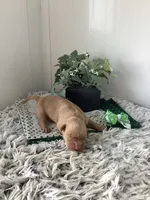 Ty, a male Golden Retriever for sale in Baltic, OH – 2 of 7