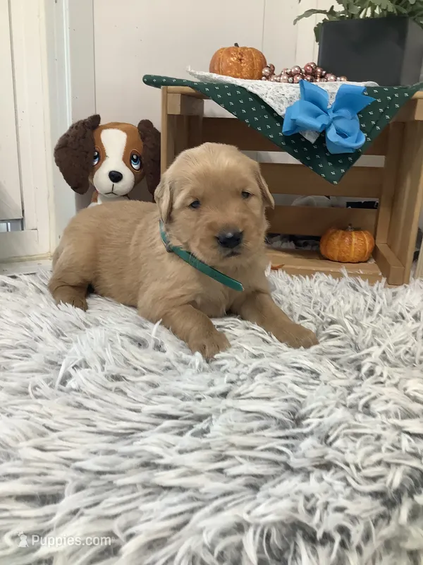Kobe – Golden Retriever puppy for sale in Baltic, OH