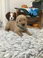 Kobe, a male Golden Retriever for sale in Baltic, OH – 1 of 8