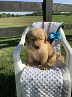 Tito, a male Golden Retriever for sale in Baltic, OH – 3 of 10