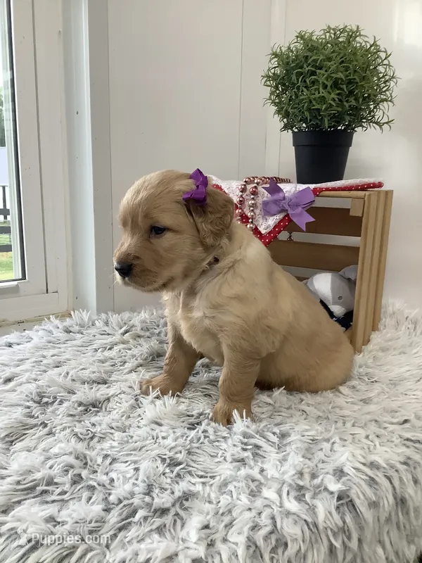 Kenzie – Golden Retriever puppy for sale in Baltic, OH