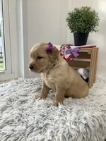 Kenzie, a female Golden Retriever for sale in Baltic, OH – 1 of 7