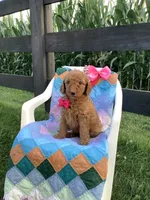 Ginger- F1bb Goldendoodle , a female Goldendoodle for sale in Baltic, OH – 6 of 10