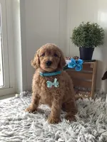 Lee F1bb golden doodle , a male Goldendoodle for sale in Baltic, OH – 3 of 9