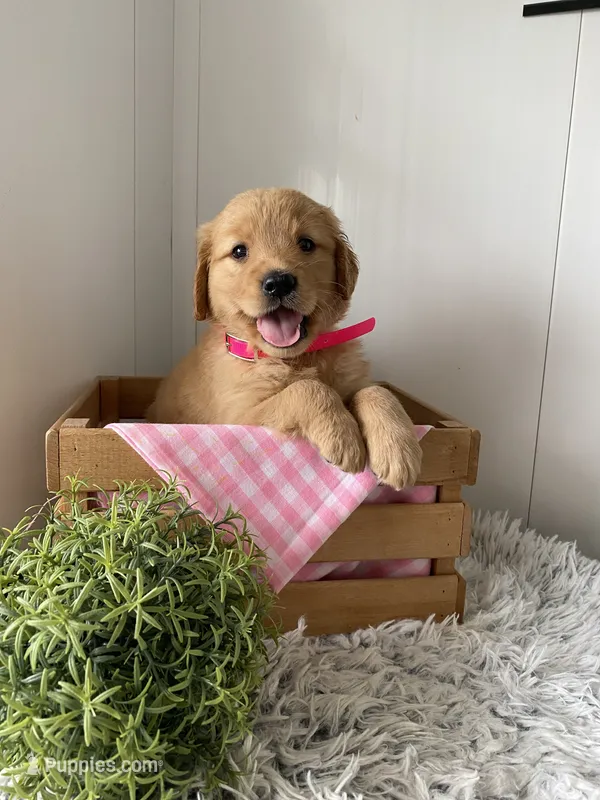 Nola – Golden Retriever puppy for sale in Baltic, OH