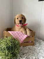 Nola, a female Golden Retriever for sale in Baltic, OH – 1 of 8