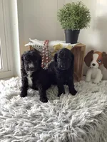 F1bb Goldendoodle - Macho, a male Goldendoodle for sale in Baltic, OH – 3 of 9