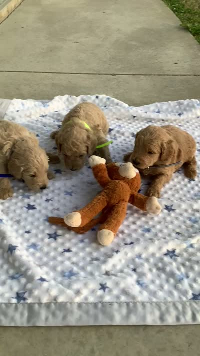 Zeke F1b Goldendoodle , a male Golden Retriever for sale in Baltic, OH – 8 of 8