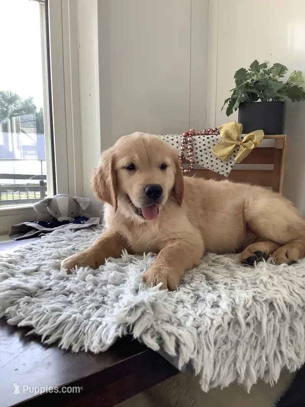 Rover – Golden Retriever puppy for sale in Baltic, OH