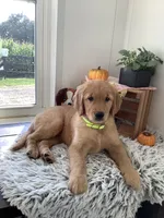 Lola , a female Golden Retriever for sale in Baltic, OH – 6 of 10