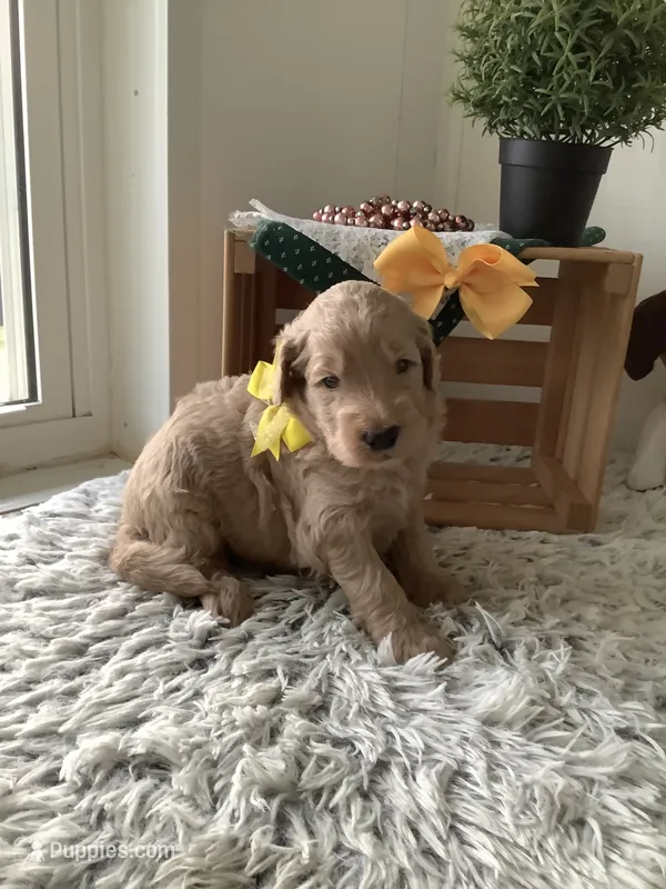 Ryan -F1b  – Goldendoodle puppy for sale in Baltic, OH