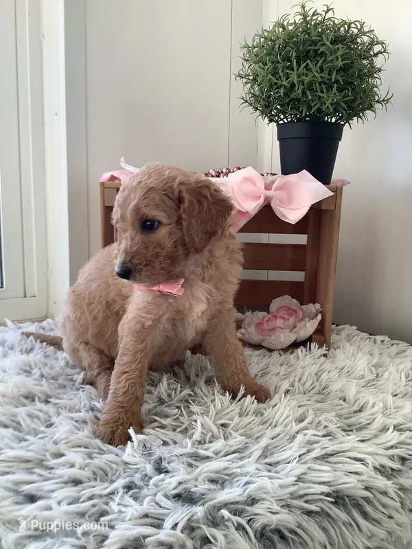 Lady- F1bb Goldendoodle  – Goldendoodle puppy for sale in Baltic, OH