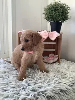 Lady- F1bb Goldendoodle , a female Goldendoodle for sale in Baltic, OH – 2 of 7