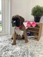 Cyndi, a female Boxer for sale in Baltic, OH – 4 of 7