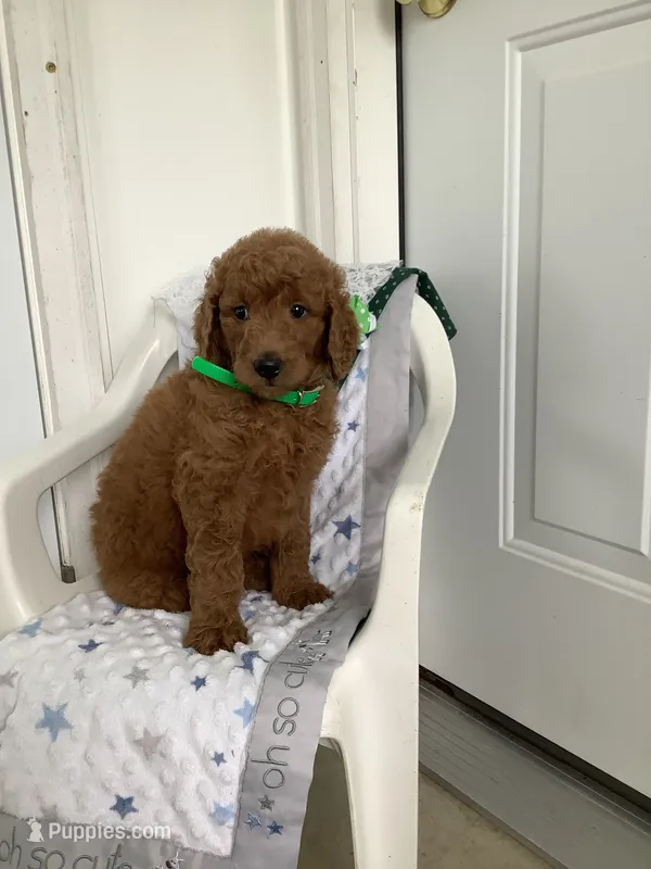 Rascal - F1b  – Goldendoodle puppy for sale in Baltic, OH