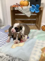 Lance , a male Boxer for sale in Baltic, OH – 8 of 10