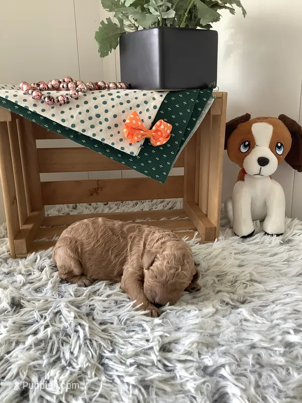 Ronnie -F1b  – Goldendoodle puppy for sale in Baltic, OH