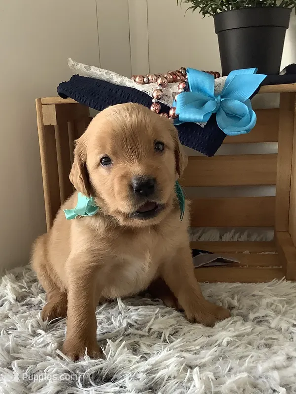 Rocky – Golden Retriever puppy for sale in Baltic, OH