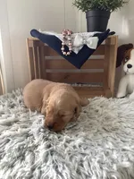 Marshall, a male Golden Retriever for sale in Baltic, OH – 2 of 8