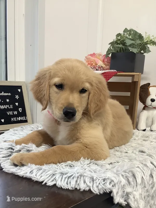 Penny – Golden Retriever puppy for sale in Baltic, OH