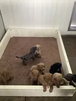 F1bb Goldendoodle- Rex, a male Goldendoodle for sale in Baltic, OH – 3 of 7