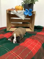 Fido , a male Boxer for sale in Baltic, OH – 3 of 8