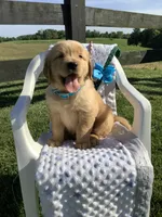 Tito, a male Golden Retriever for sale in Baltic, OH – 5 of 10