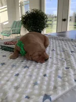 Sarge , a male Golden Retriever for sale in Baltic, OH – 2 of 7