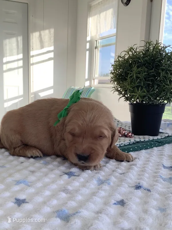Sarge  – Golden Retriever puppy for sale in Baltic, OH