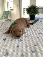 Sarge , a male Golden Retriever for sale in Baltic, OH – 4 of 7
