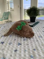 Sarge , a male Golden Retriever for sale in Baltic, OH – 3 of 7