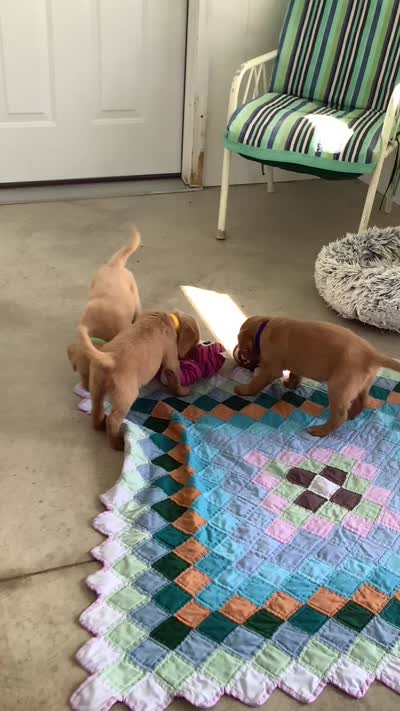 Kobe, a male Golden Retriever for sale in Baltic, OH – 8 of 9