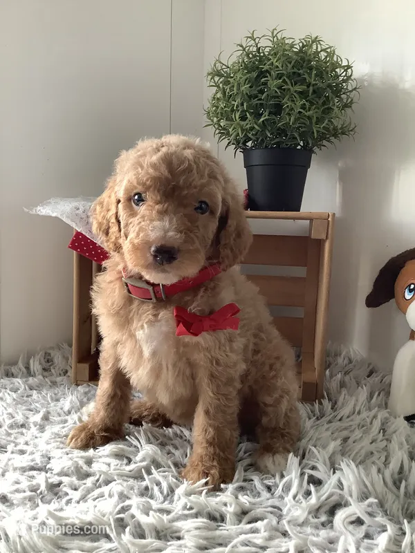 Leah F1bb- standard  – Goldendoodle puppy for sale in Baltic, OH