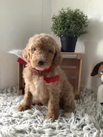 Leah F1bb- standard , a female Goldendoodle for sale in Baltic, OH – 1 of 8
