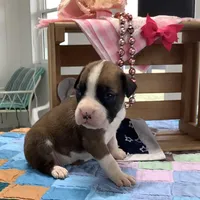 Honey, a female Boxer for sale in Baltic, OH – Photo 1 of 8