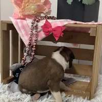 Honey, a female Boxer for sale in Baltic, OH – Photo 4 of 8