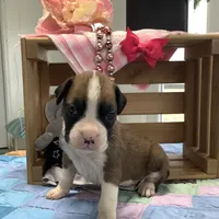 Honey, a female Boxer for sale in Baltic, OH – Photo 2 of 8