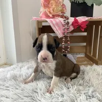 Honey, a female Boxer for sale in Baltic, OH – Photo 6 of 8