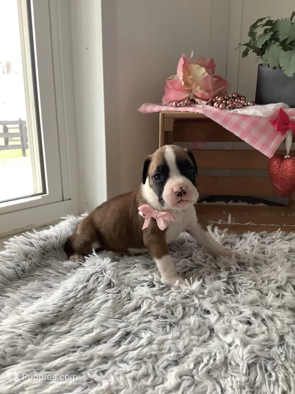 Honey – Boxer puppy for sale in Baltic, OH