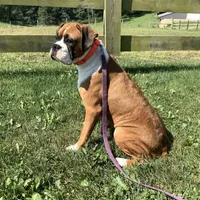 Honey, a female Boxer for sale in Baltic, OH – Photo 8 of 8