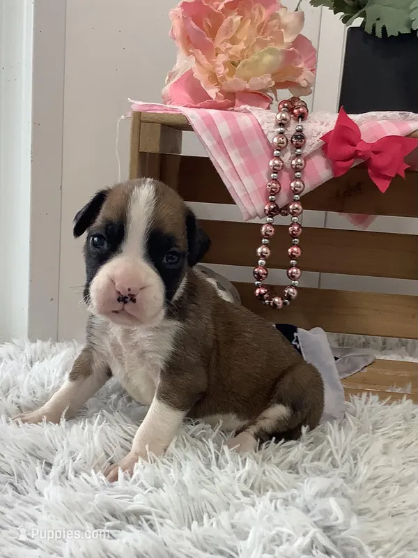Honey – Boxer puppy for sale in Baltic, OH