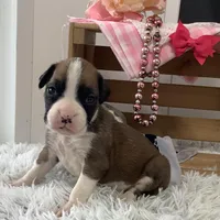 Honey, a female Boxer for sale in Baltic, OH – Photo 3 of 8