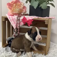 Honey, a female Boxer for sale in Baltic, OH – Photo 5 of 8