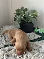 Ty, a male Golden Retriever for sale in Baltic, OH – 3 of 7