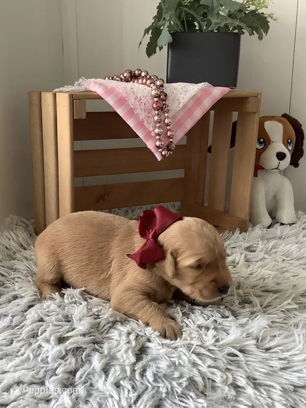Sheila  – Golden Retriever puppy for sale in Baltic, OH
