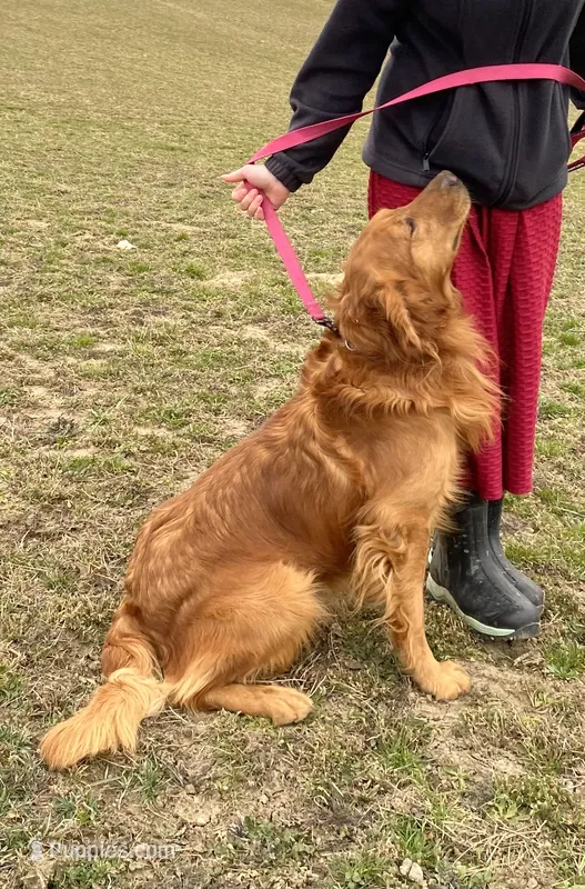 Laina  – Golden Retriever puppy for sale in Baltic, OH
