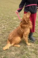 Sally , a male Golden Retriever for sale in Baltic, OH – 7 of 8
