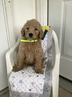 Ryan -F1b , a male Goldendoodle for sale in Baltic, OH – 3 of 7