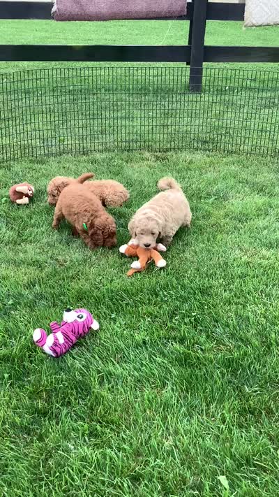 Ryan -F1b , a male Goldendoodle for sale in Baltic, OH – 5 of 7