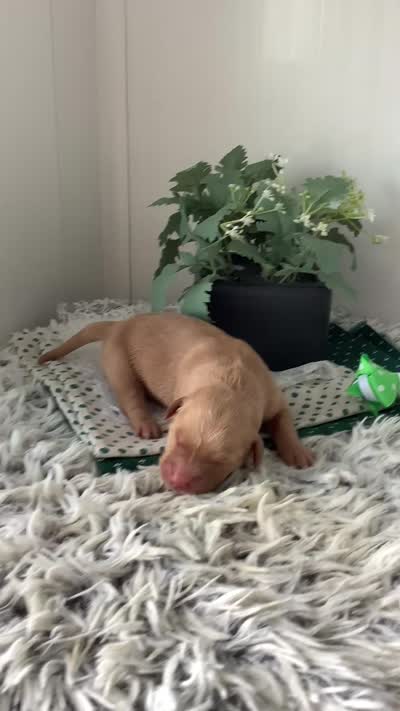 Ty, a male Golden Retriever for sale in Baltic, OH – 4 of 7